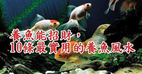 風水養魚|養魚能招財，10條最實用的養魚風水（你一定要知道）。